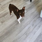 Un Ratshi Terrier au pelage bicolore, sur un plancher et regardant la caméra 