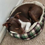 Un Ratshi Terrier au pelage bicolore, allongé dans un panier 