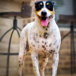 Un Ratshi Terrier au pelage tricolore, tirant la langue 