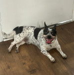 Un Ratshi Terrier au pelage tricolore, allongé sur un plancher et tirant la langue 