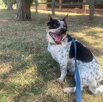 Un Ratshi Terrier au pelage tricolore, assis sur un terrain herbeux et qui est tenu en laisse 
