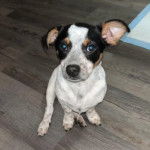 Un Ratshi Terrier au pelage tricolore, assis sur un plancher et regardant la caméra 