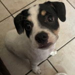 Un Ratshi Terrier au pelage tricolore, assis sur un sol carrelé et regardant vers la caméra 