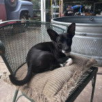 Un Ratshi Terrier au pelage bicolore, allongé sur un oreiller et regardant vers la caméra 