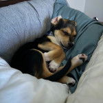 Un chiot Ratshi Terrier au pelage tricolore, allongé et portant un collier autour du cou 