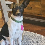 Un Ratshi Terrier au pelage bicolore, assis sur un tapis et portant un collier autour du cou