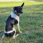 Un Ratshi Terrier au pelage bicolore, assis sur une surface gazonnée et portant un collier autour du cou