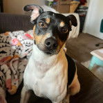 Un Ratshi Terrier au pelage triocolore, assis sur un canapé et regardant la caméra 