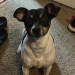 Un Ratshi Terrier au pelage tricolore, assis sur une moquette et regardant la caméra  