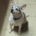 Un Ratshi Terrier au pelage bicolore, assis sur un sol carrelé et portant un collier autour du cou