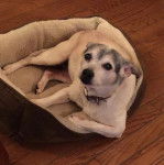 Un Ratshi Terrier au pelage bicolore, allongé dans un panier et portant un collier autour du cou