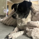 Un Ratshi Terrier au pelage bicolore, allongé sur un lit et recouvert par un drap.