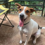 Un Ratshi Terrier au pelage tricolore, assis sur une surface en béton et portant un collier autour du cou