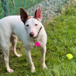 Un Ratshi Terrier au pelage bicolore, sur un terrain gazonné et portant un collier autour du cou