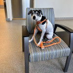 Un Ratshi Terrier au pelage bicolore, assis sur une chaise et qui est tenu en laisse 