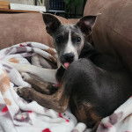 Un Ratshi Terrier au pelage bicolore, allongé sur un canapé et regardant la caméra 