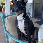 Un Ratshi Terrier au pelage bicolore, assis sur une chaise et portant un collier autour du cou