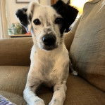 Un Ratshi Terrier au pelage bicolore, allongé sur un canapé et regardant la caméra 