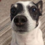 Un Ratshi Terrier au pelage bicolore