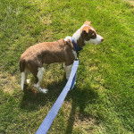 Un Ratshi Terrier au pelage bicolore, sur un terrain gazonné et qui est tenu en laisse 