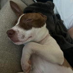 Un Ratshi Terrier au pelage bicolore, allongé sur un canapé et semblant dormir 