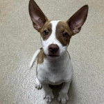 Un chiot Ratshi Terrier au pelage bicolore, assis sur une moquette et regardant la caméra 