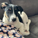 Un Ratshi Terrier au pelage tricolore, allongé sur un canapé et regardant la caméra 