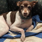 Un Ratshi Terrier au pelage bicolore, allongé et portant un collier autour 