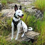 Un Ratshi Terrier au pelage bicolore, assis sur une pierre et qui est tenu en laisse 