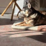 Un Ratshi Terrier au pelage tricolore, allongé et portant un collier autour du cou 