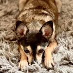 Un Ratshi Terrier au pelage tricolore, allongé sur un tapis et regardant la caméra 