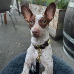 Un Ratshi Terrier au pelage bicolore, dans un panier et qui est tenu en laisse 