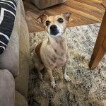 Un Ratshi Terrier au pelage bicolore, assis sur un tapis et semblant détendu 