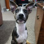 Un Ratshi Terrier au pelage bicolore, assis sur une moquette 