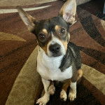 Un Ratshi Terrier au pelage tricolore, assis sur un tapis et regardant la caméra