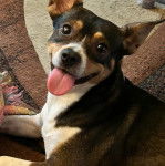 Un Ratshi Terrier au pelage tricolore, allongé sur un tapis et tirant la langue 