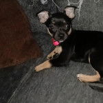 Un Ratshi Terrier au pelage bicolore, allongé et portant un collier autour du cou