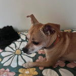 Un Ratshi Terrier au pelage bicolore, allongé sur un lit et portant un collier autour du cou