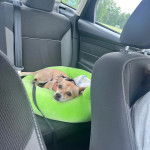 Un Ratshi Terrier au pelage tricolore, allongé dans un panier et qui est tenu en laisse