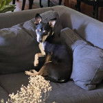 Un Ratshi Terrier au pelage tricolore, assis sur un canapé et regardant vers la caméra 