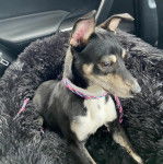 Un Ratshi Terrier au pelage tricolore, allongé dans un panier et qui est tenu en laisse 