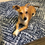 Un Ratshi Terrier au pelage bicolore, allongé sur un lit et regardant vers la caméra 