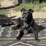 Un Ratshi Terrier au pelage bicolore, allongé sur un tapis et portant un collier autour du cou