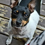 Un Ratshi Terrier au pelage tricolore, sur un plancher et regardant la caméra 