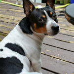Un Ratshi Terrier au pelage tricolore, assis sur un plancher et regardant vers la caméra 