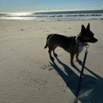 Un Ratshi Terrier au pelage tricolore, sur une surface sableuse et qui est tenu en laisse 