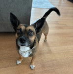Un Ratshi Terrier au pelage tricolore, sur un plancher et portant un collier autour du cou