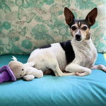Un Ratshi Terrier au pelage tricolore, allongé sur un lit et regardant la caméra 