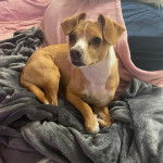 Un Ratshi Terrier au pelage bicolore, allongé sur un lit et semblant détendu 