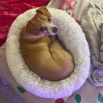 Un Ratshi Terrier au pelage bicolore, allongé dans un panier et regardant vers la caméra 